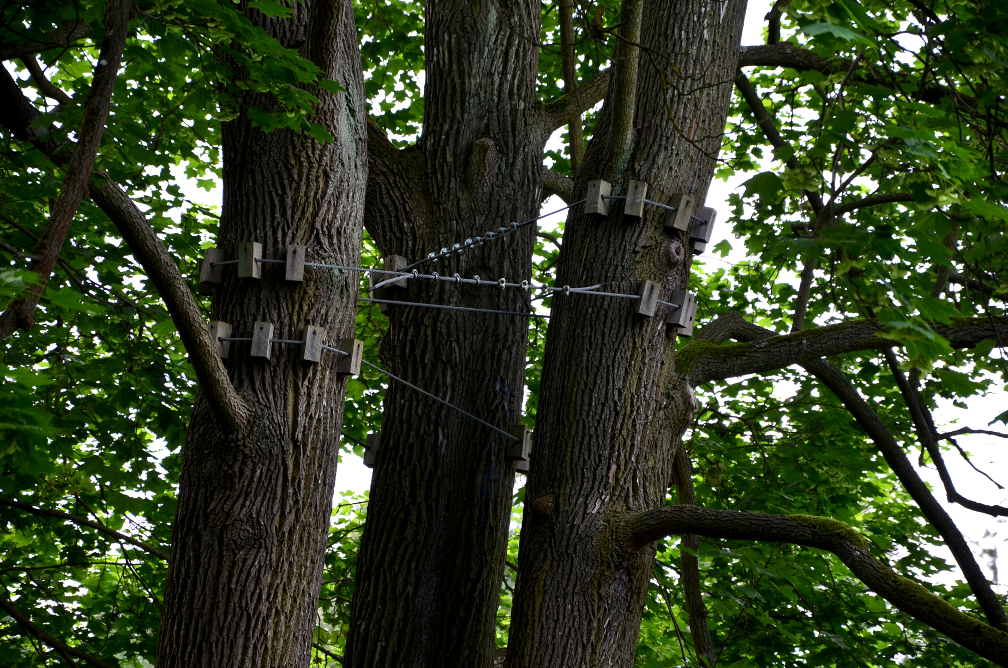 tree-care-contractor-in-lake-bluff-illinois tree-care-contractor-in-lake-bluff-illinois